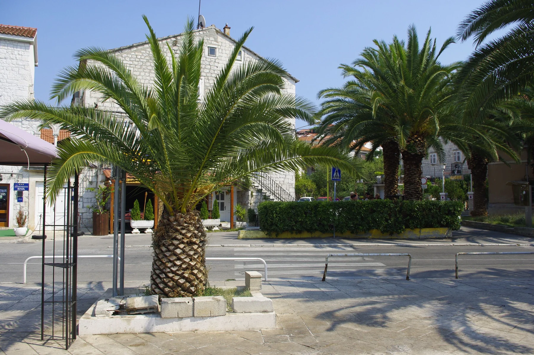 Stone buildings and palms in Trogir